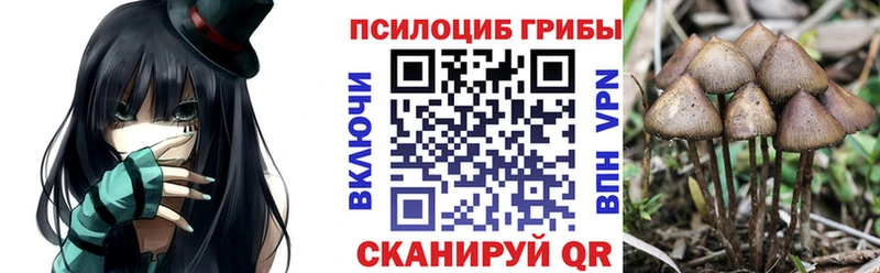 купить наркоту Ершов Галлюциногенные грибы Psilocybe